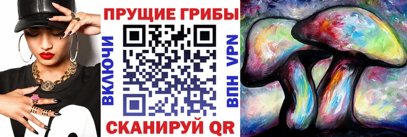 Псилоцибиновые грибы Cubensis  Елизаветинская 